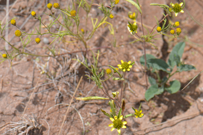 Abert's Creeping Zinnia is a forb/herb; plants are mostly upright (erect) or spreading, some prostrate; few or several slender stems; foliage and stems rough (strigose) to the touch. Sanvitalia abertii